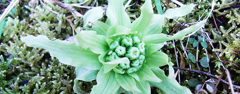 ふきのとう（蕾）