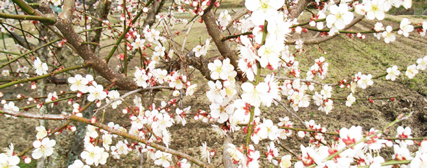 満開の梅の花