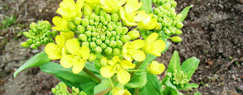 菜の花