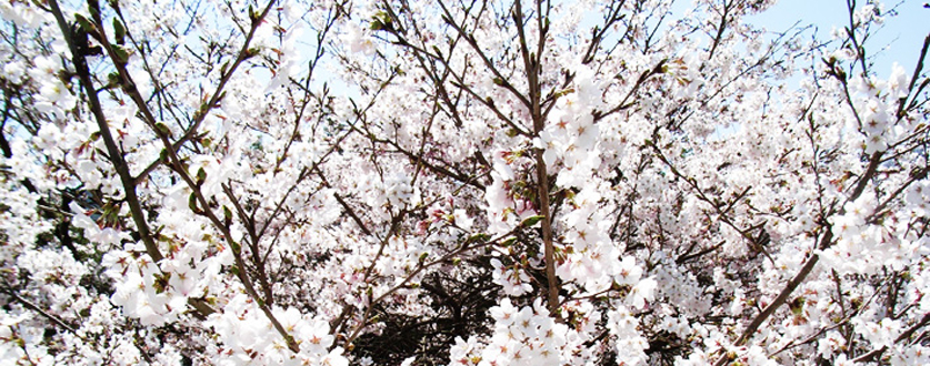篠山市後川の桜風景