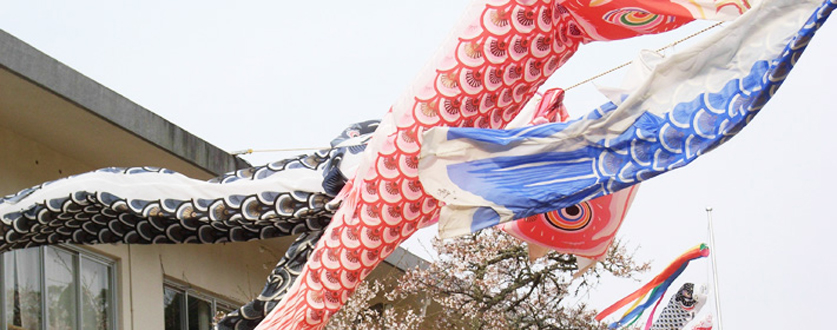 後川の鯉のぼり