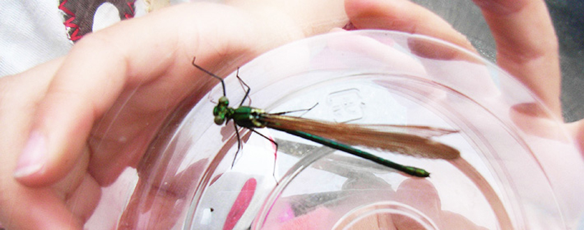 後川のイトトンボ