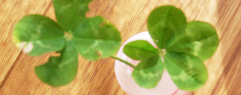 四葉のクローバー