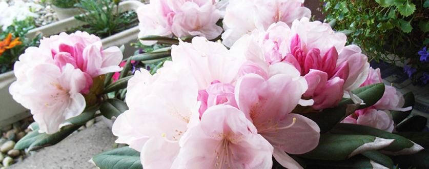 西洋シャクナゲ