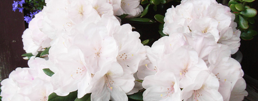 西洋シャクナゲ