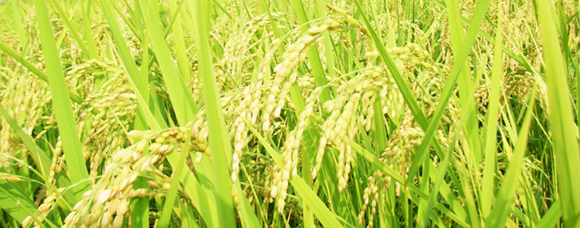 平成25年度産新米