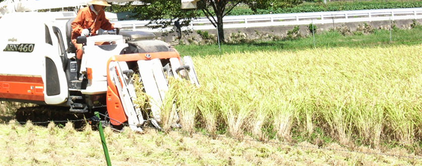 平成25年度産新米稲刈り風景