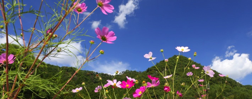 コスモスと青空
