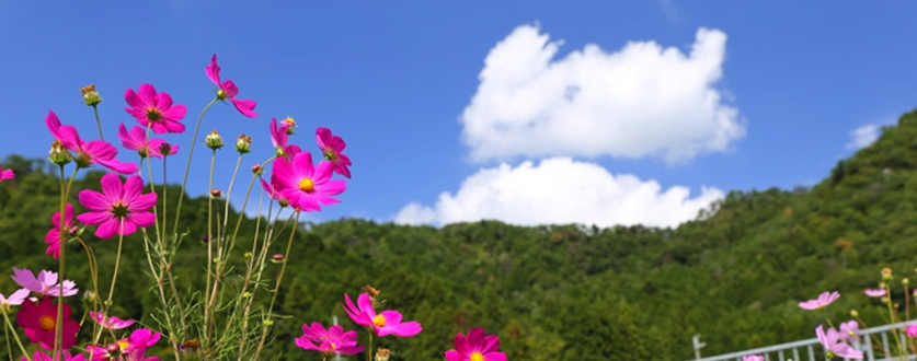 コスモスと雲