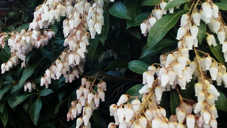 2014年春の訪れ風景