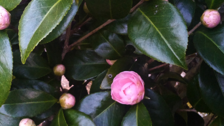 2014年春の訪れ風景