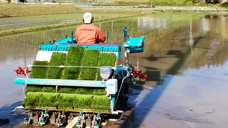小倉屋の田植え風景