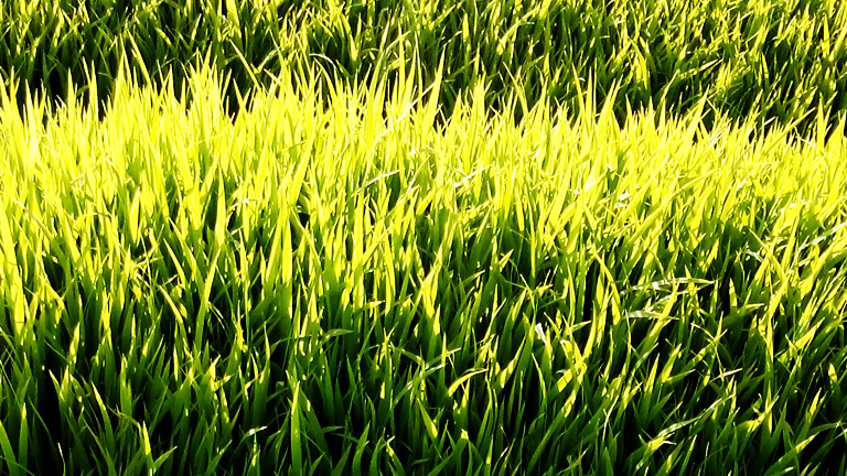 おいしいお米の苗