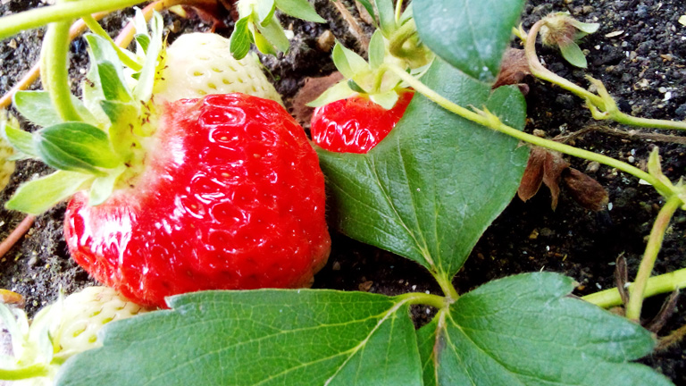 真っ赤な小倉屋の苺