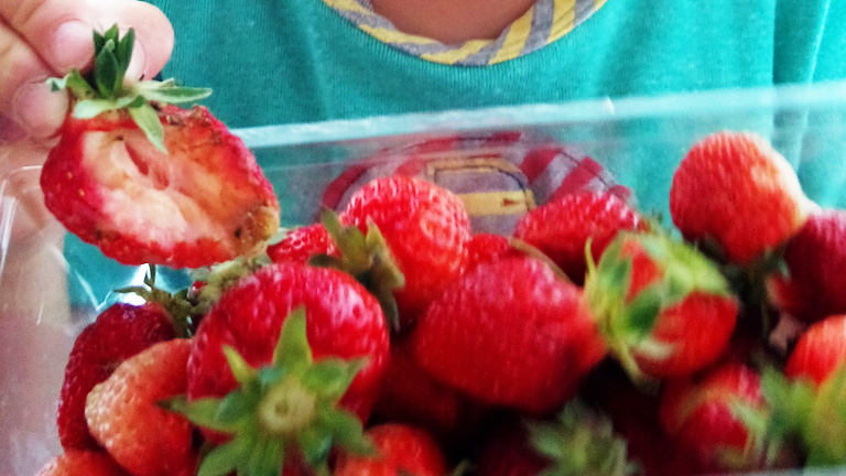 何者かに食べられた苺