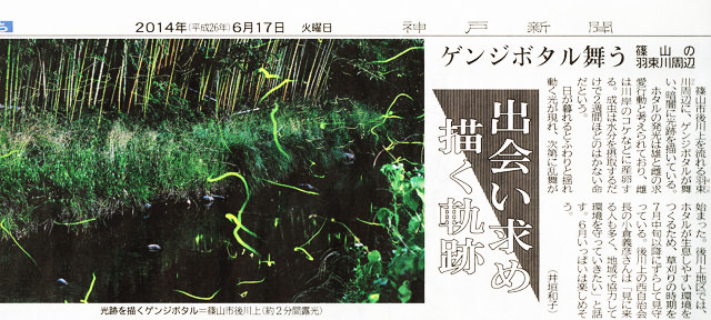 神戸新聞-後川上羽束川にゲンジボタル舞う