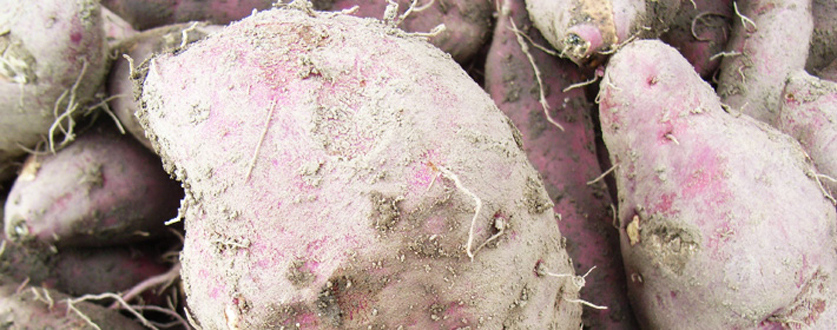 その他にも、畑で採れた秋の味覚〜