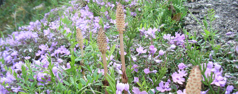 おいしそうな「つくし」