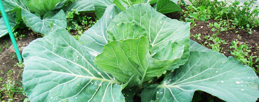 みずみずしいキャベツ
