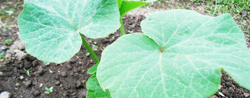 本日、植えた夏野菜！