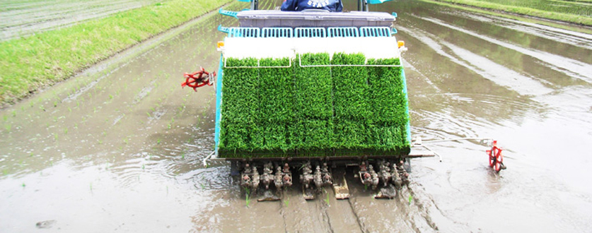 田植機でおいしいお米の苗を植えています