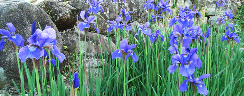 小倉屋の花菖蒲