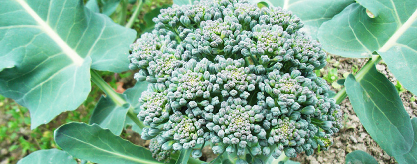 大きく実ったブロッコリー