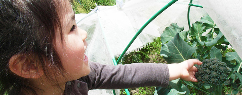 おいしそうなブロッコリー