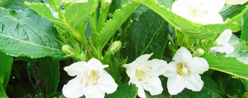 白い花をつけたアジサイ