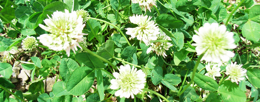 白い花をつけたクローバー