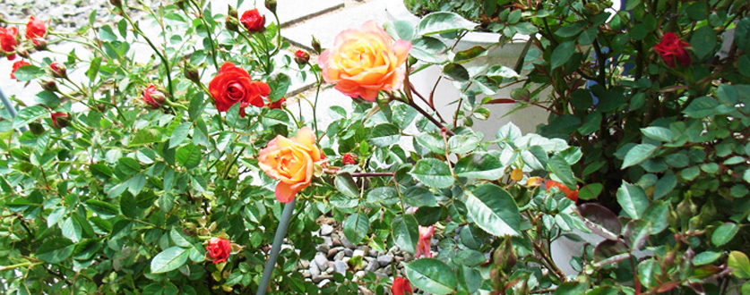 咲き始めたバラ