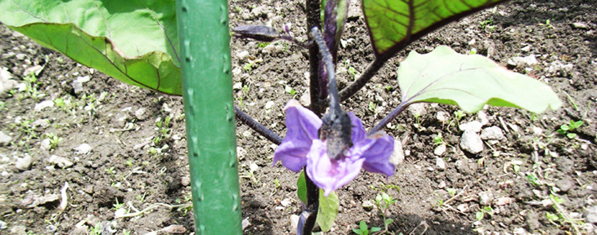 花をつけたナス