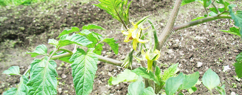 花をつけたトマト