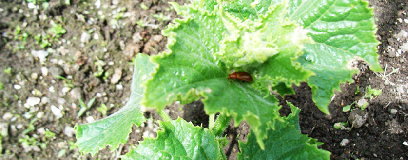 キュウリの天敵