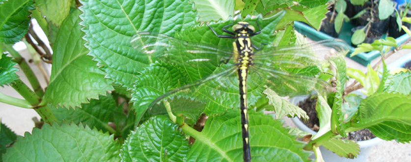 サナギからかえったトンボ