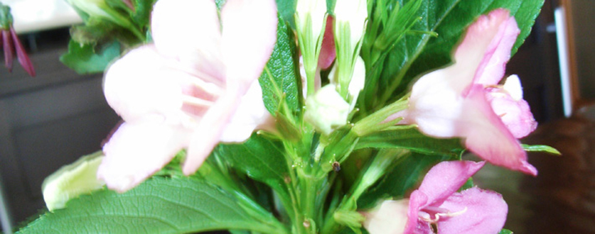 色付き始めたアジサイ