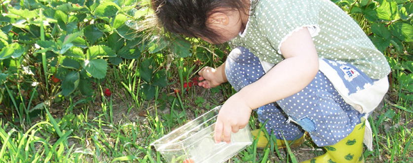 イチゴも収穫