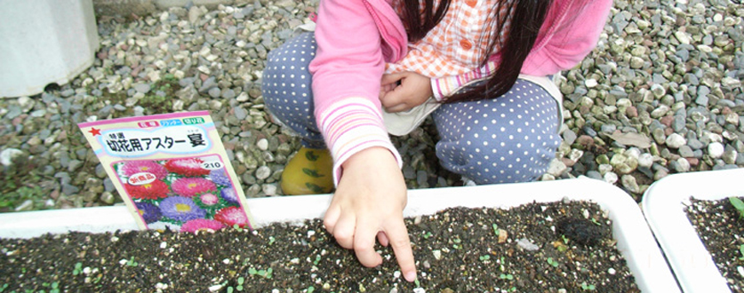 芽が出た花たち