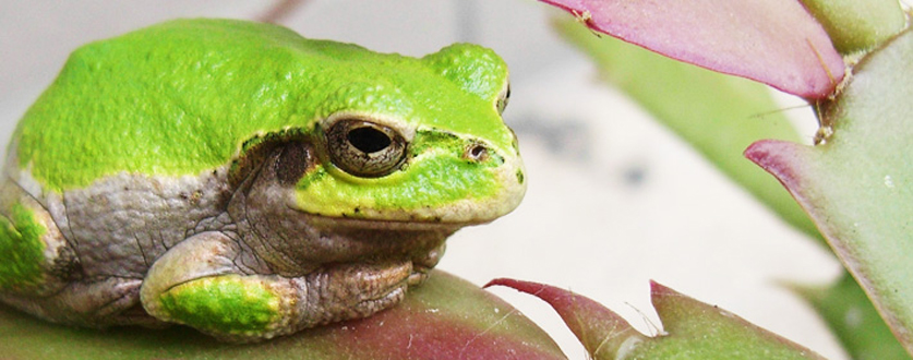 雨が恋しいアマガエル
