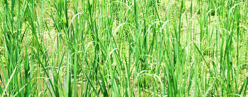 すくすく育ち中の稲