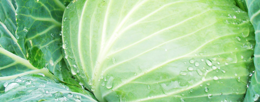 みずみずしいキャベツ
