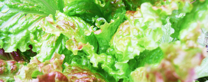 おいしいサニーレタス