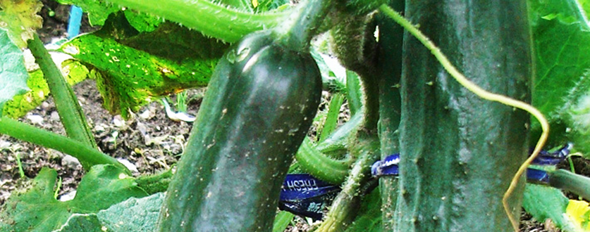 見事に育ったキュウリ