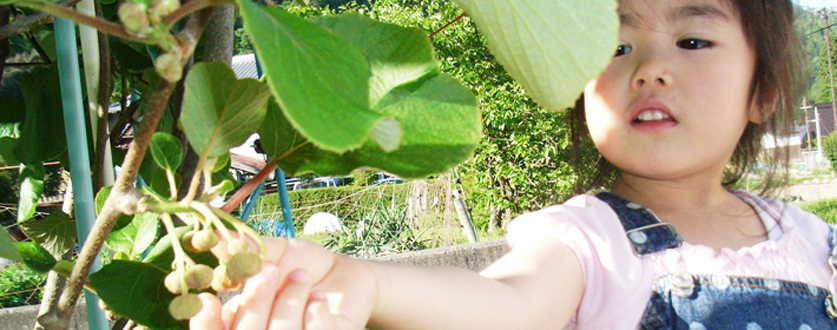 収穫はまだまだ先のキュウイ