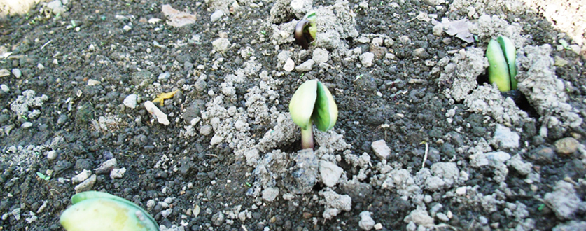 丹波篠山の特産品「黒豆」