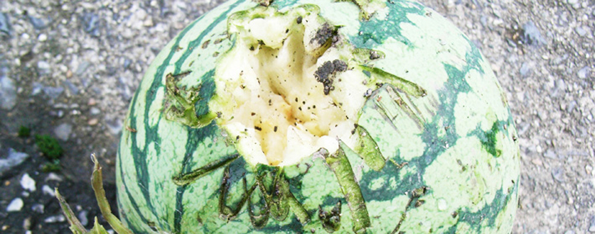 まだ、青いのに食われたスイカ