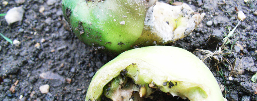 食われたトマト