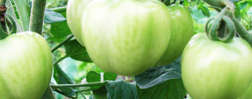 食われる前のトマト