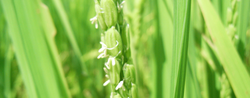 花を咲かせたお米