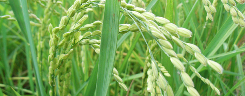 受粉して大きく膨らんだお米